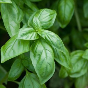 Basil