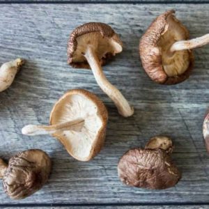 Mushroom