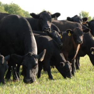 cow grazing